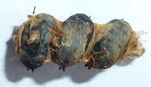 Réf. 191 949 : Voria ruralis